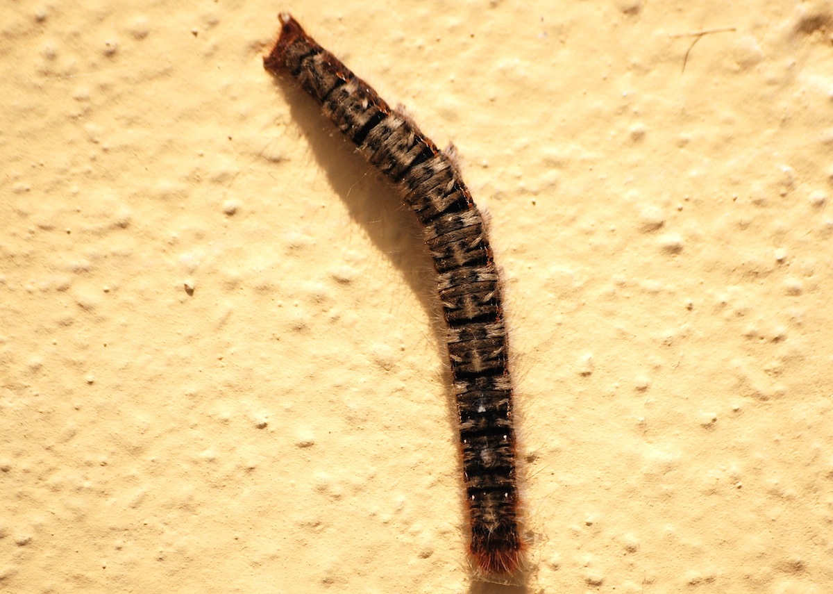 Id larva di lasiocampide